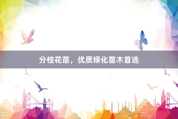 分桂花苗，优质绿化苗木首选